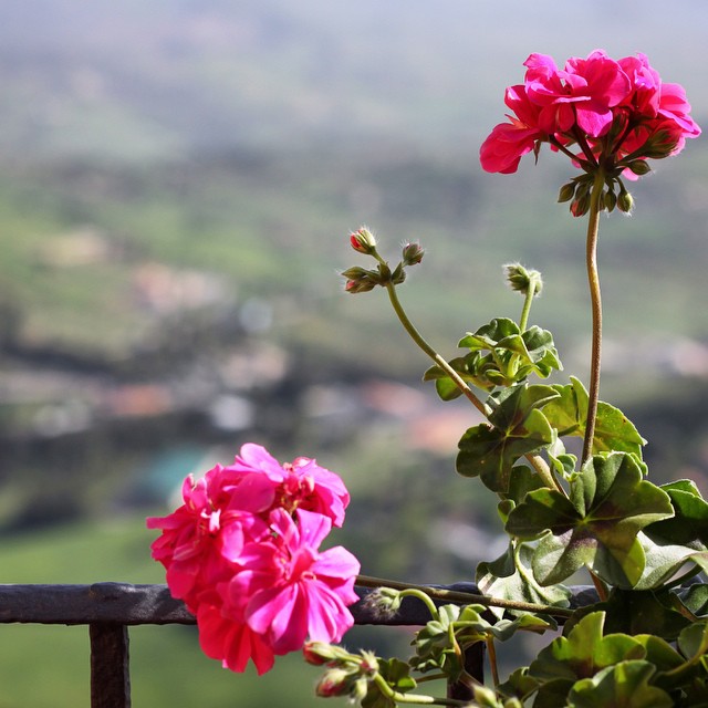 When this is the view at breakfast you know it's going to be a good day 😋🌷