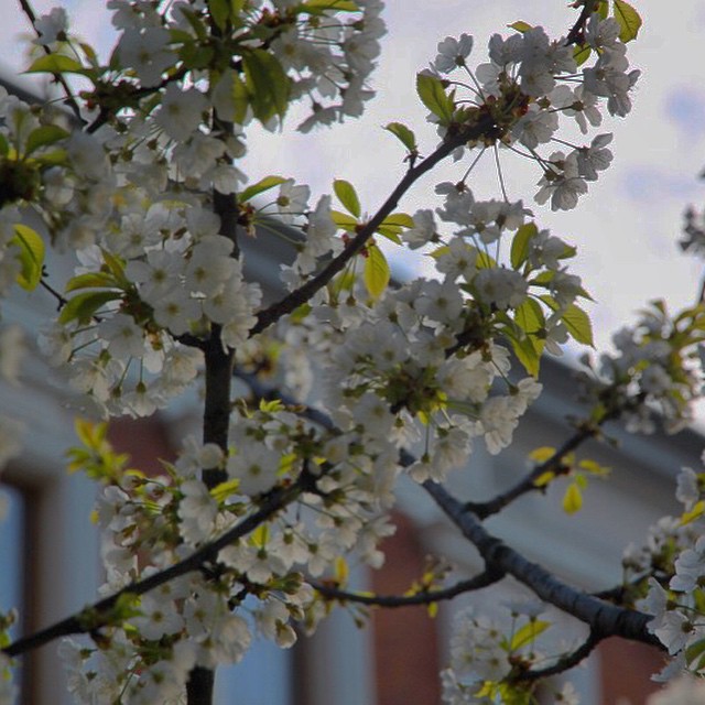 #tbt There's nothing quite like spring in Europe. Krakow was especially beautiful this time last year.