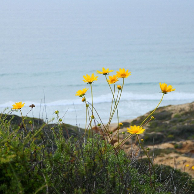 Last month I fell in love with San Diego. Head on over to the blog to find out why.